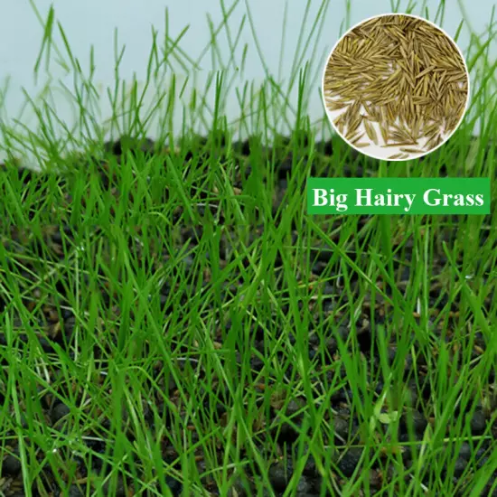 Aquarium Plant SeedsAquatic Hair Grass Carpet Water Grass Fish Tank Easy PlantA□