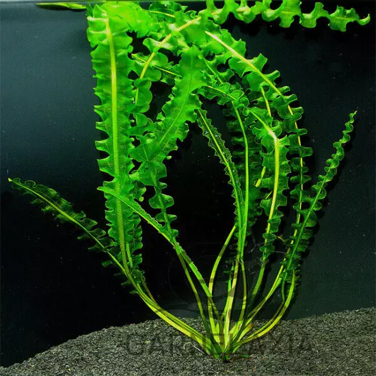 Aponogeton Longiplumulosus Easy Aquarium Plant