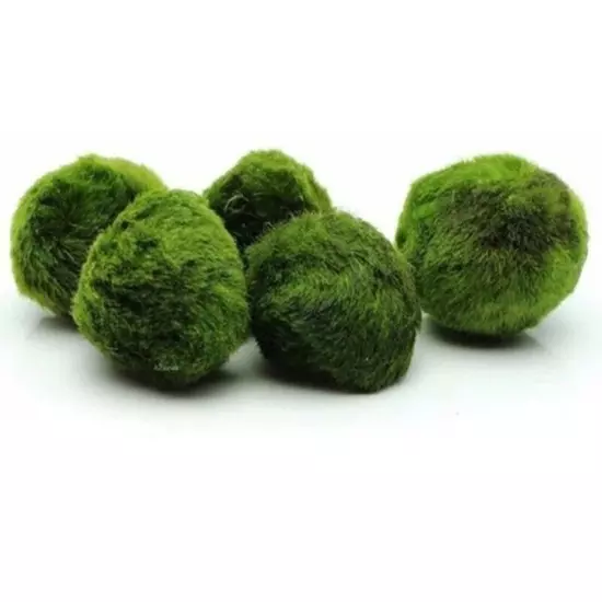 Live Marimo Moss Balls (3-4 cm) – Aquarium Plants for Fish Care & Decor