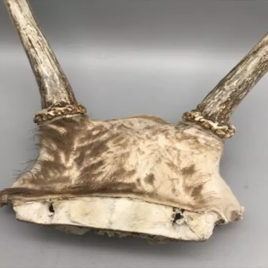 Small Mammal Antlers/Horns￼