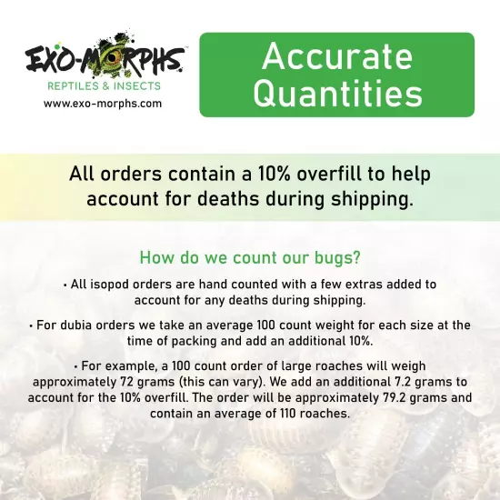 25 ct. Porcellionides pruinosus "Powder Oreo Crumble" Isopods - Exo-Morphs