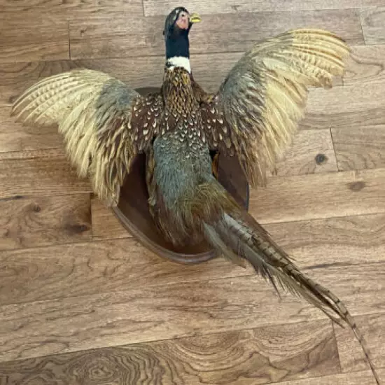 Taxidermy Phesant Vintage Mount splayed wings 