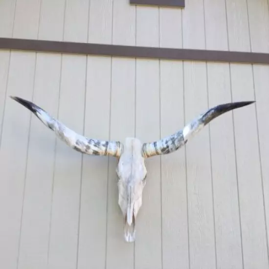 BIG LONGHORN STEER SKULL 5 FEET 1 INCH POLISHED BULL HORN MOUNTED COW HEAD 