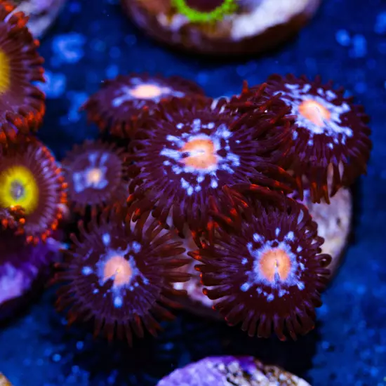 JPS Mystiques Zoanthids 5p, WYSIWYG Corals