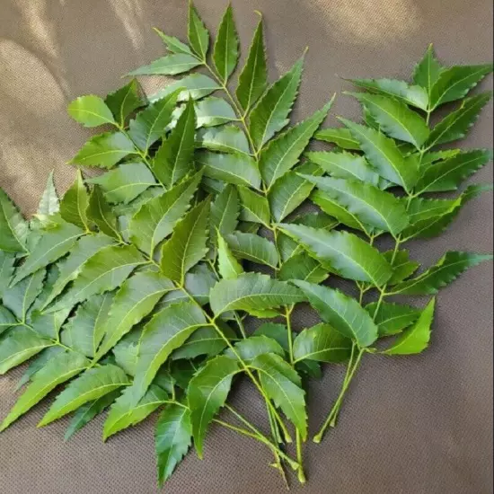 Freshly Picked Dried NEEM LEAVES Ceylon Herbal Pure Organic Premium Quality Herb