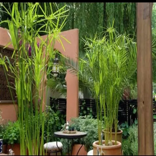 Water Bamboo Fan Plants 4+ Live water plants