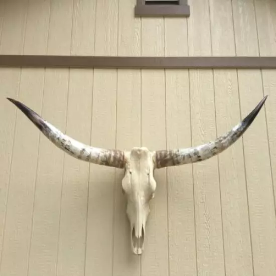 LONGHORN STEER SKULL 5 FEET 6 INCH POLISHED BULL HORN MOUNTED COW HEAD 