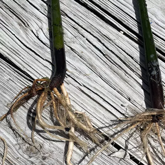 Red Mangrove Fresh 14 Inch Aquarium Plant Saltwater Ecosystem Propagation