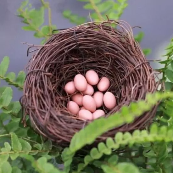 6/20CM Woven Rattan Bird's Nest Crafts Handmade Dry Natural Bird Nest for-Garden