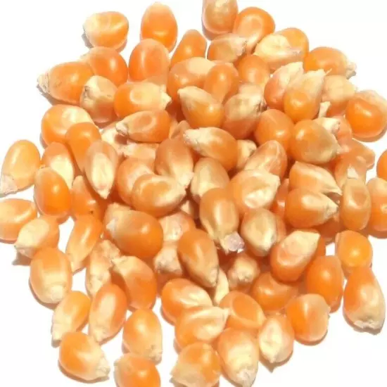 Popcorn Kernels Seeds Popping Corn - 1kg 2kg 5kg 10kg 20kg 30kg 40kg Bulk