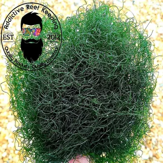 4 CUPS Chaetomorpha Macro Algae 1/4lb. Chaeto nutrient Export 100% PEST FREE!