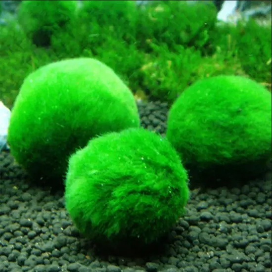 Marimo Moss Ball Aegagropila Linnaei MEDIUM Live Aquarium Plant 4-5cm USA