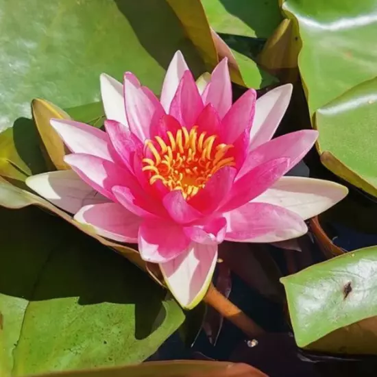 Buy2Get1Free Pink Marliacea Flammea Hardy Waterlily Live Plants Pond Flower Fish