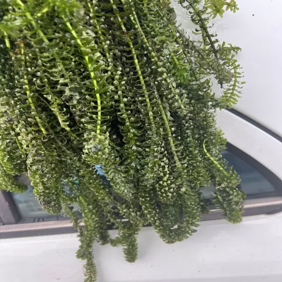 120 STEMS ELODEA ANACHARIS Aquatic PLANTS 1 POUNDS CRAYFISH TURTLE KOI Food