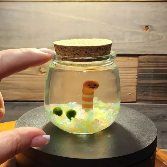 CUTE GLOW, Live Marimo Moss Balls, Unique Gift, Ecosphere, Desktop Aquarium, DIY