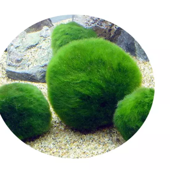 Marimo Moss Ball Aegagropila Linnaei MEDIUM Live Aquarium Plant 4-5cm USA