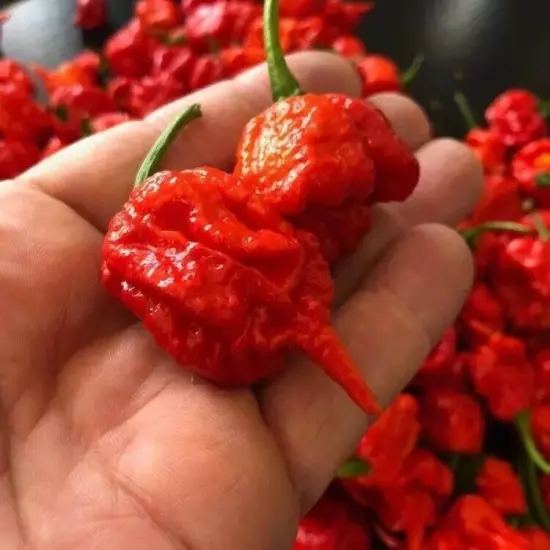 200 Super Hot Whole Dried Carolina Reaper Pepper Pods World Hottest Best Quality