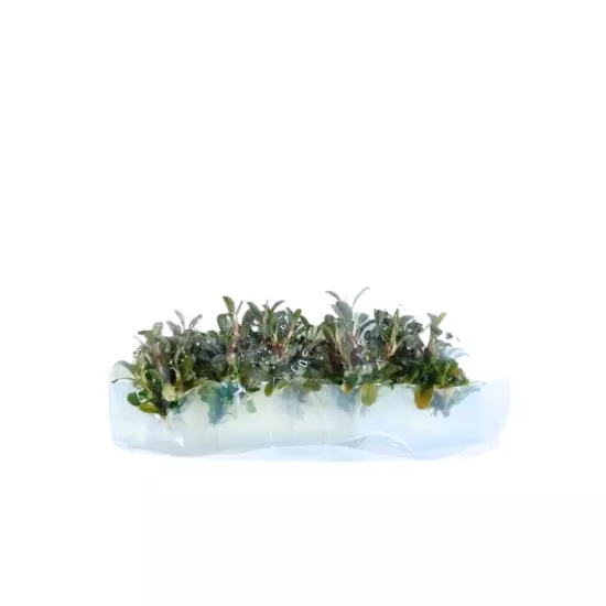 Bucephalandra Brownie Ghost Grown in Vitro Tissue Culture Live Plants Aquariums