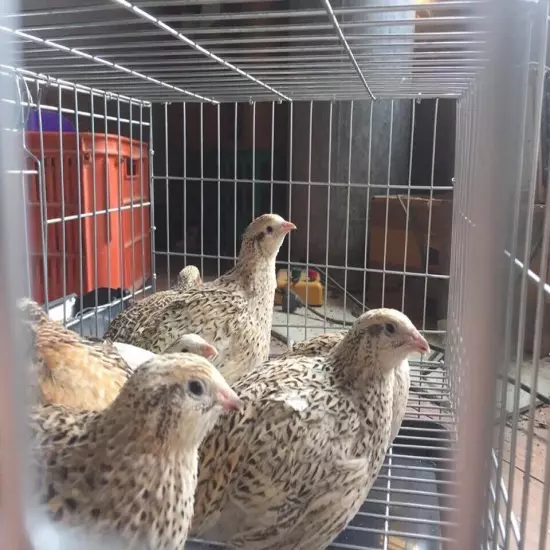 Quail Breeding Pet Cage Free Postage Australia Wide