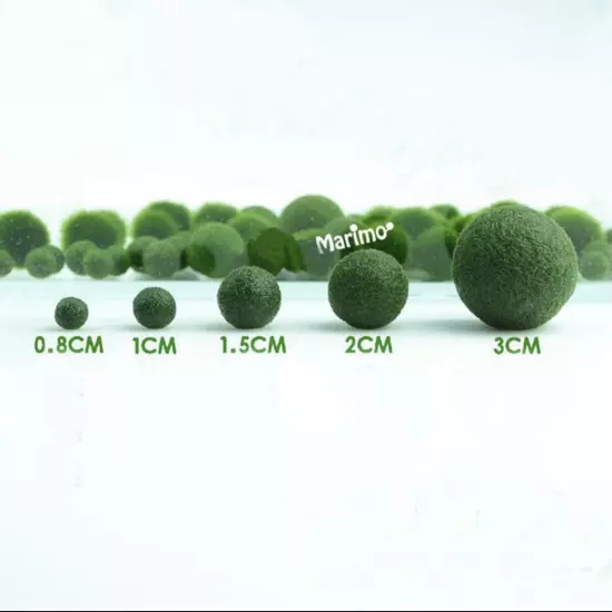 Marimo Moss Balls Variety Pack 5 Balls 0.25-1.5 Inch Live Plant Aquarium Tank