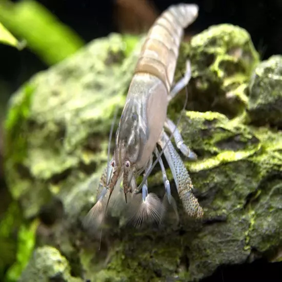 Vampire AKA Viper Shrimp (Atya gabonensis)