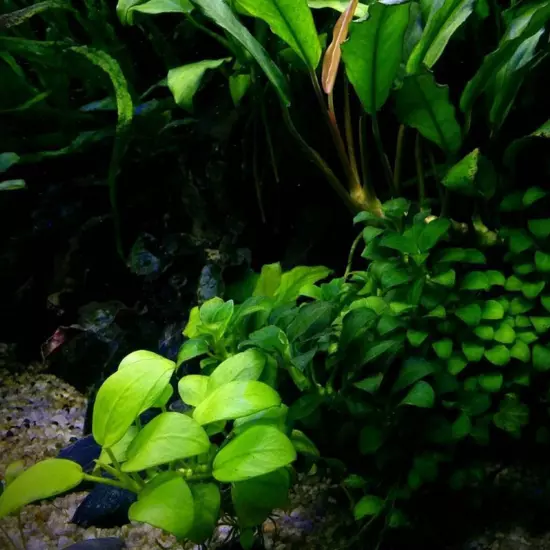 Package Loose Anubias Species Golden Live Aquarium Plants Fish Tanks Decoration