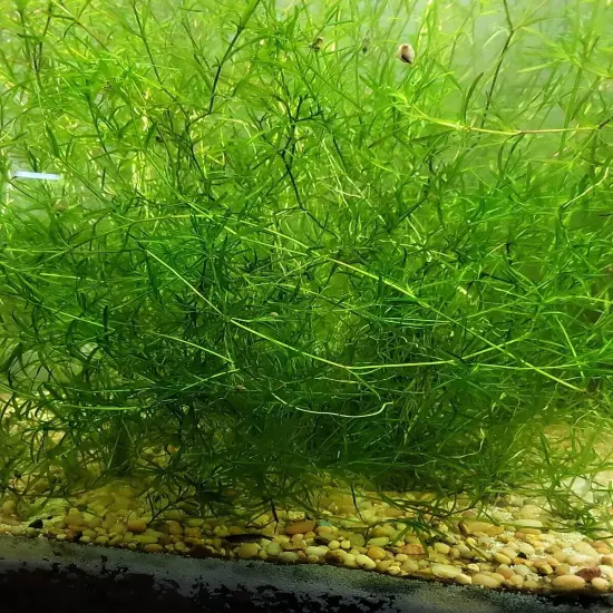 Live Guppy Grass 1 Big Handfull