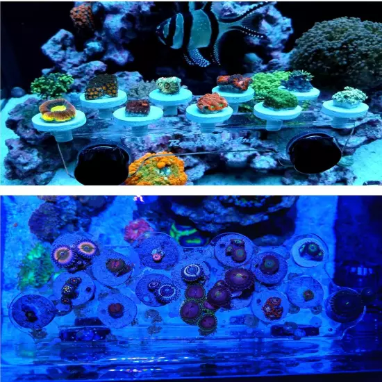 Reefing Art Magnetic Coral Frag Rack Strong Magnets Holds Up to 41 Plugs