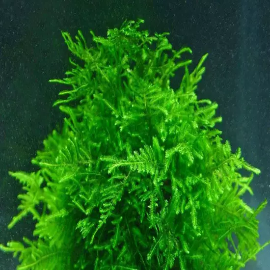 Mixed "Unknown" Moss Live Aquarium Moss Aquatic Plants Tropical Fish Tank