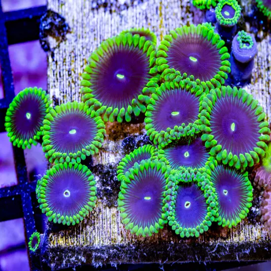 OG Purple People Eater Zoanthids 1p, WYSIWYG Coral