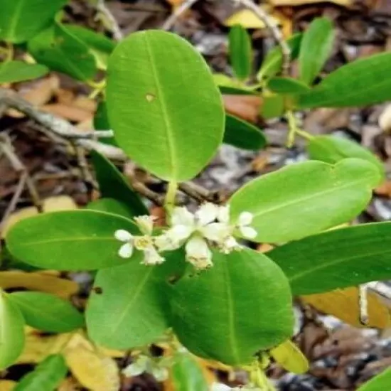 10 White Mangrove Small Plant Laguncularia Racemosa Shore Restoration Beach Tree