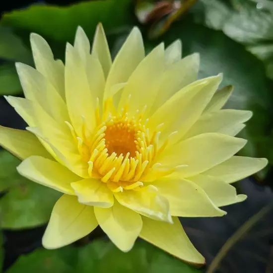 Buy2Get1Free Yellow Chromatella Hardy Waterlily Live Freshwater Plant Pond Tank