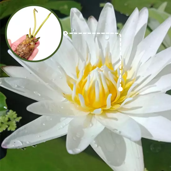 Buy2Get1Free White Thammanoon Tropical Waterlily Live Fresh Plants Pond Colorful