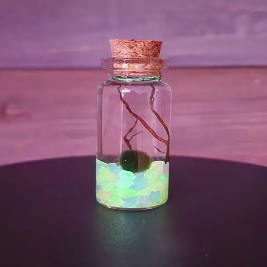 MINI GLOW, Live Marimo Moss Balls, Unique Gift, Ecosphere, Desktop Aquarium, DIY