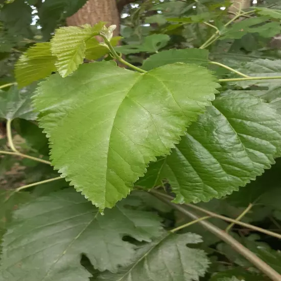 100+ Dried Organic Wildcrafted Mulberry leaves Non Pestecided