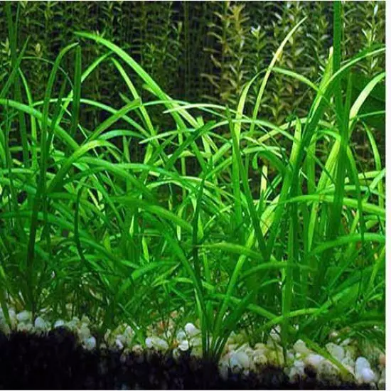 BUY 2 GET 1 FREE Dwarf Sagittaria Subulata Live Aquarium Plants