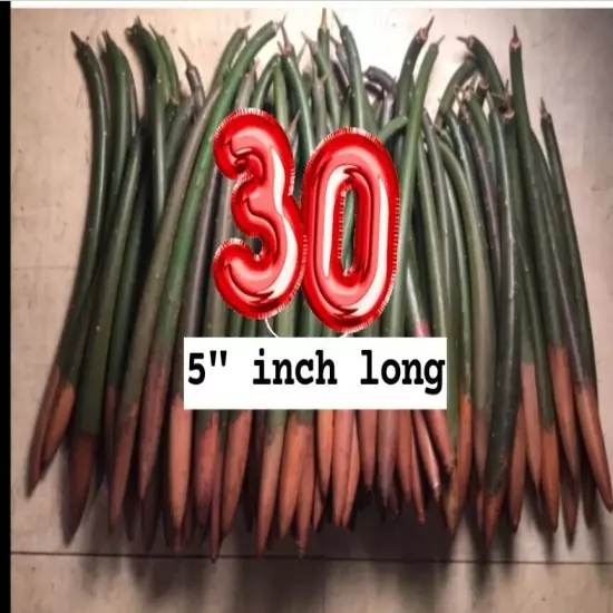 30 Red Mangroves 5" Live Plant Mangals Rhizophora Mangle Seed Aquarium Refugium 