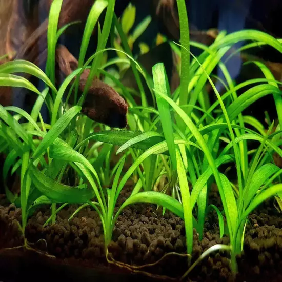 BUY 2 GET 1 FREE Dwarf Sagittaria Subulata Live Aquarium Plants