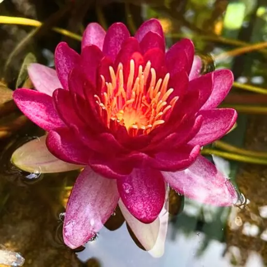 Buy2Get1Free Red Perry's Baby Hardy Waterlily Tuber Live Colorful Plants Flower