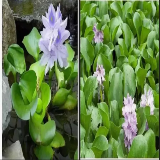 10 Water Hyacinth Med Live Aquarium/Floating/Aquatic/ KOI Goldfish Pond Plant