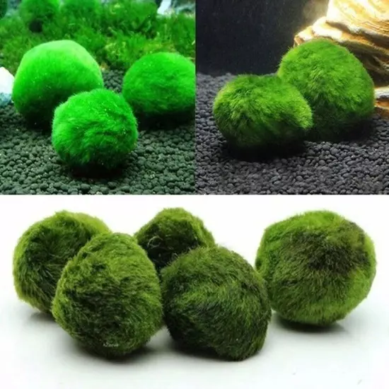 Live Marimo Moss Balls (3-4 cm) – Aquarium Plants for Fish Care & Decor