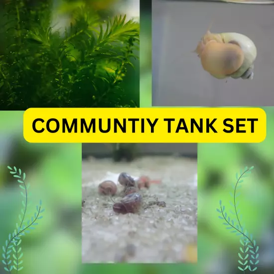 Community tank set 1 Mystery snail, 2 ramshorn snails, 2 naja guppy grass plants