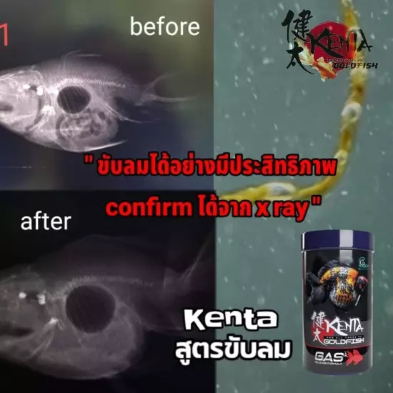 KENTA Gas Release Formula Goldfish Food Sinking Pellets With Ginger by CZ AQUA