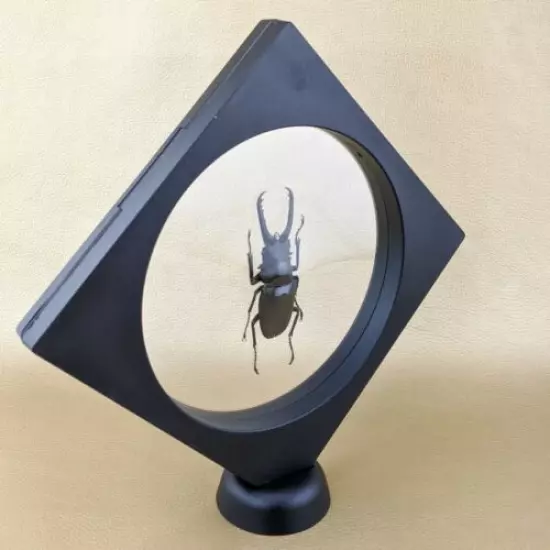 K46b Entomology Taxidermy Lg Stag Beetle Specimen floating frame collectible