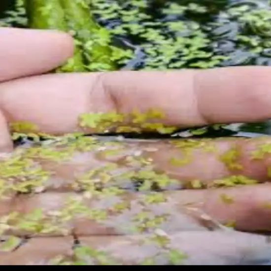 Handful of duckweed at your doorstep