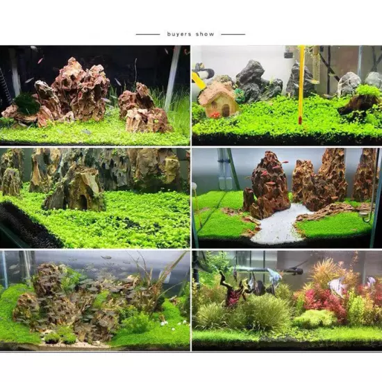 Aquarium Plant eeds Fish Tank Aquatic Water Grass Foreground Easy Plants❀