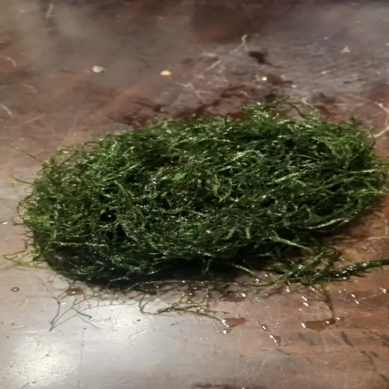 Java Moss And Duckweed Bundle 