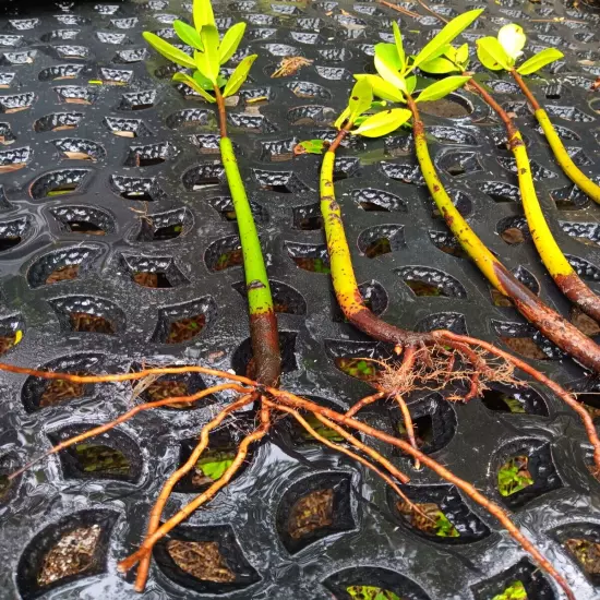 3 Red Mangrove Tree Live Plants With Roots! Aquarium Freshwater Saltwater! Tank