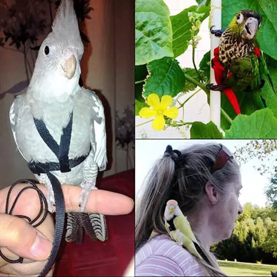 Adjustable Bird Fly Harness Leash Rope Birds Parrot Outdoor Free Flight Training