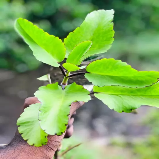 100% Ceylon Fresh For Planting Leaves-Miracle Leaf of Life live